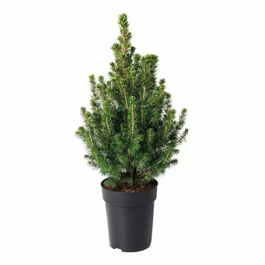 Хвойное растение ПИЦЕЯ Д9
