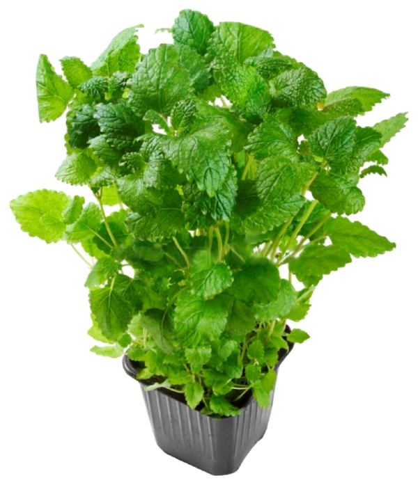 Мелисса СВЕЖИЙ СТАНДАРТ в горшочке 1шт