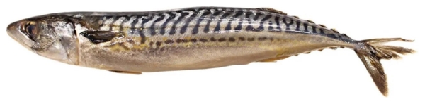 Скумбрия АВАНГАРД с/с 1кг