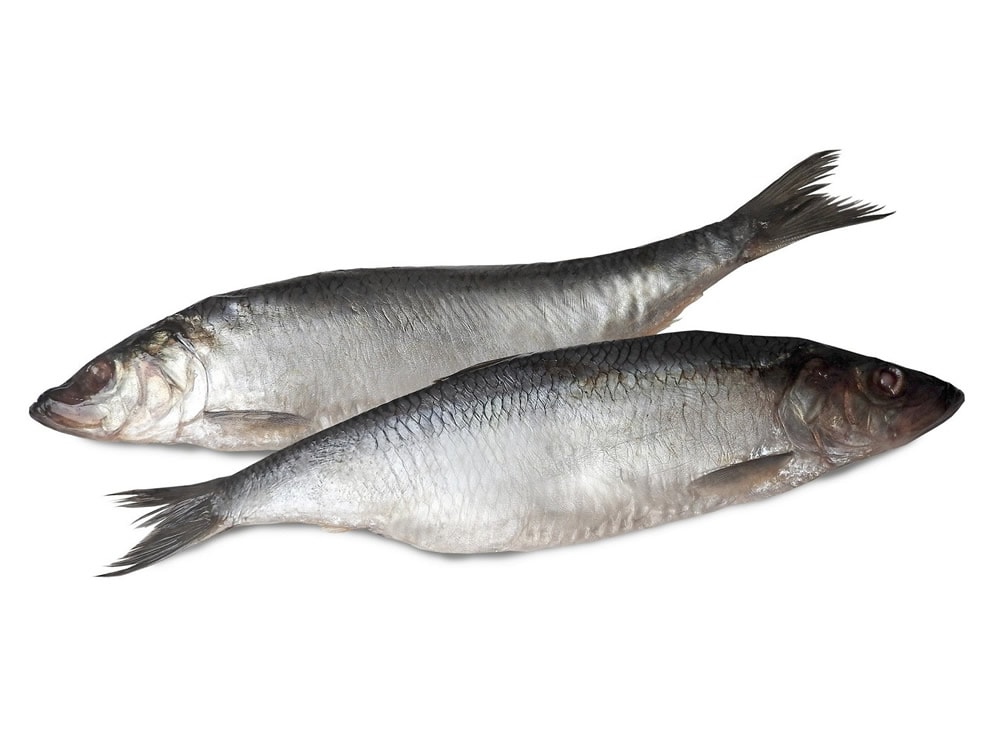 Сельдь Олюторская с/с 1кг