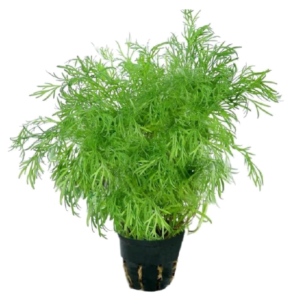 Укроп в горшочке 30г