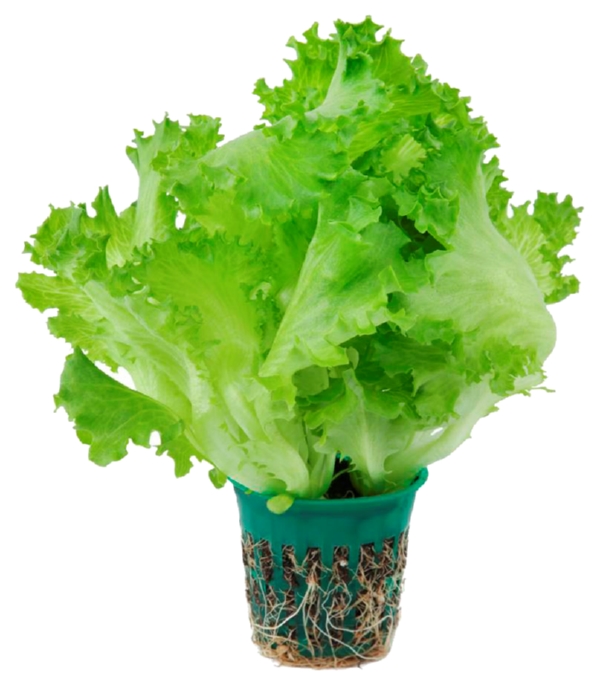 Салат Айсберг 1шт