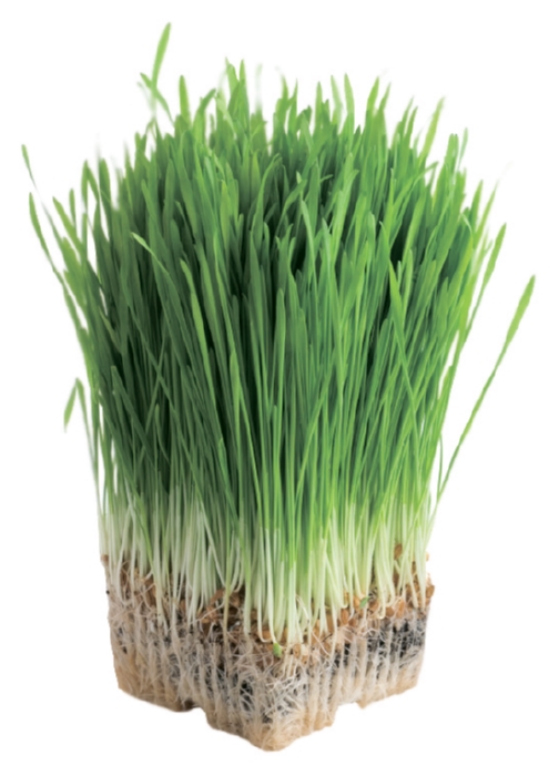 Ростки СИБРОСТКИ пшеницы 150г