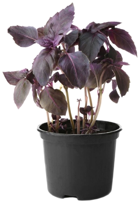 Базилик фиолетовый в горшочке 30г