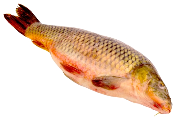 Сазан КАМШАТ охл 1кг