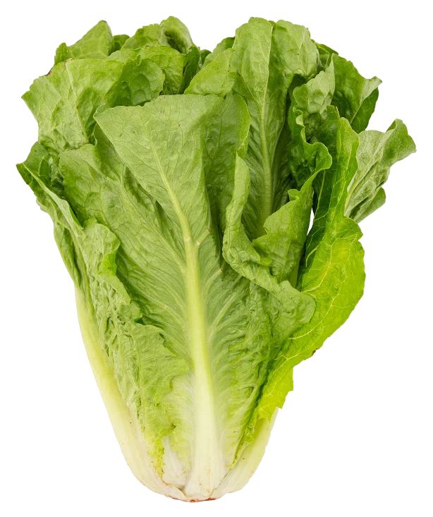 Салат Романо 1шт