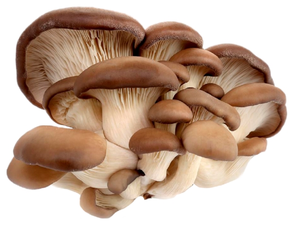 Грибы ВЕШЕНКА свежие 300г