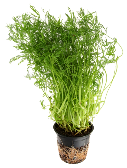 Укроп СВЕЖИЙ СТАНДАРТ в горшочке 1шт