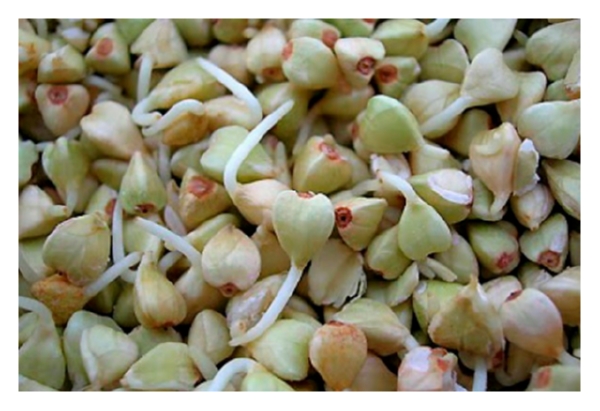 Гречка для проращивания в домашних условиях 200г