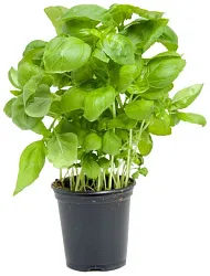 Базилик зеленый в горшочке 30г