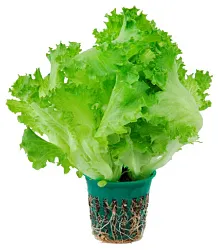 Салат Айсберг 1шт