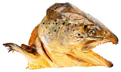 Лосось ДИАФ головы г/к 1кг