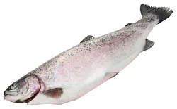 Форель НОВОСЕЛОВ охл 1кг