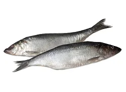 Сельдь Олюторская с/с 1кг