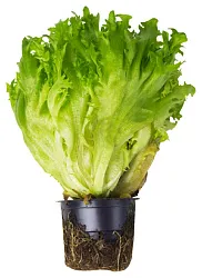 Салат Фриллис 1шт