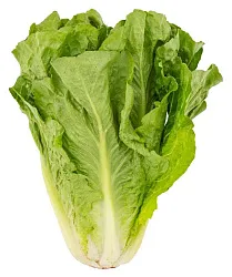 Салат Романо 1шт