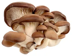 Грибы ВЕШЕНКА свежие 300г