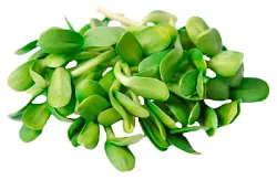 Проростки СИБРОСТОК подсолнечника 60г