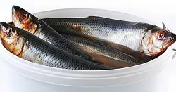 Сельдь Олюторская п/п 1кг