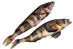 Терпуг охл из замороженного сырья 1кг