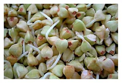 Гречка для проращивания в домашних условиях 200г