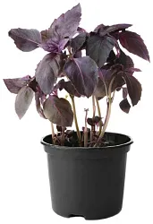 Базилик фиолетовый в горшочке 30г