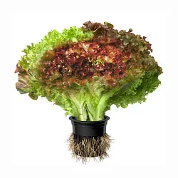 Салат СВЕЖИЙ СТАНДАРТ Лолло Россо в горшочке 1шт