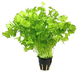 Петрушка СВЕЖИЙ СТАНДАРТ в горшочке 1шт