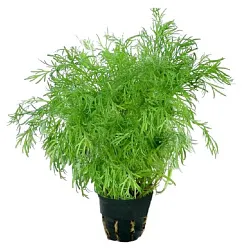 Укроп в горшочке 30г