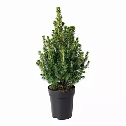 Хвойное растение ПИЦЕЯ Д9