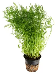 Укроп СВЕЖИЙ СТАНДАРТ в горшочке 1шт